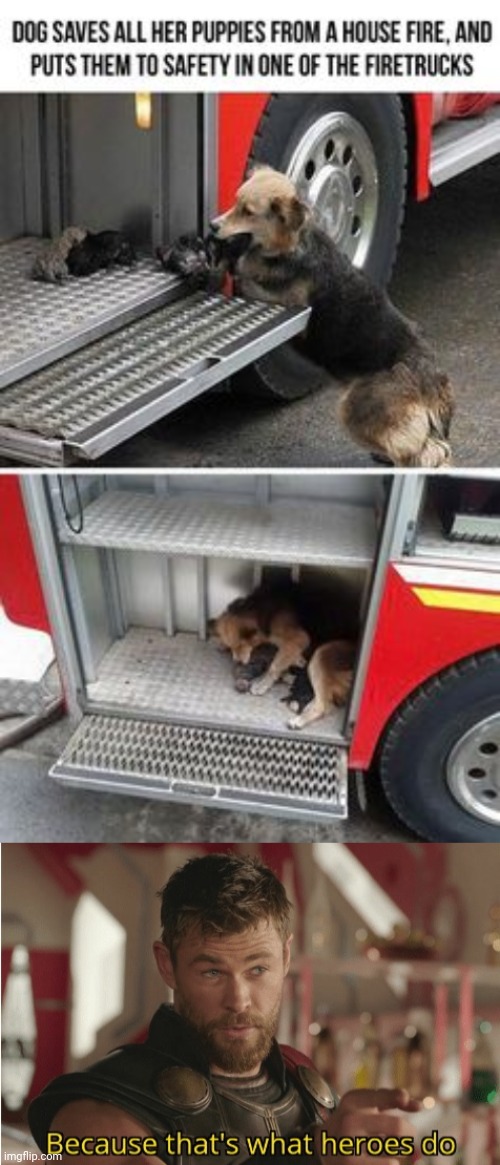 A Dog saves all of her puppies from a house fire. | image tagged in that s what heroes do,funny,memes,dogs,puppies,wholesome | made w/ Imgflip meme maker