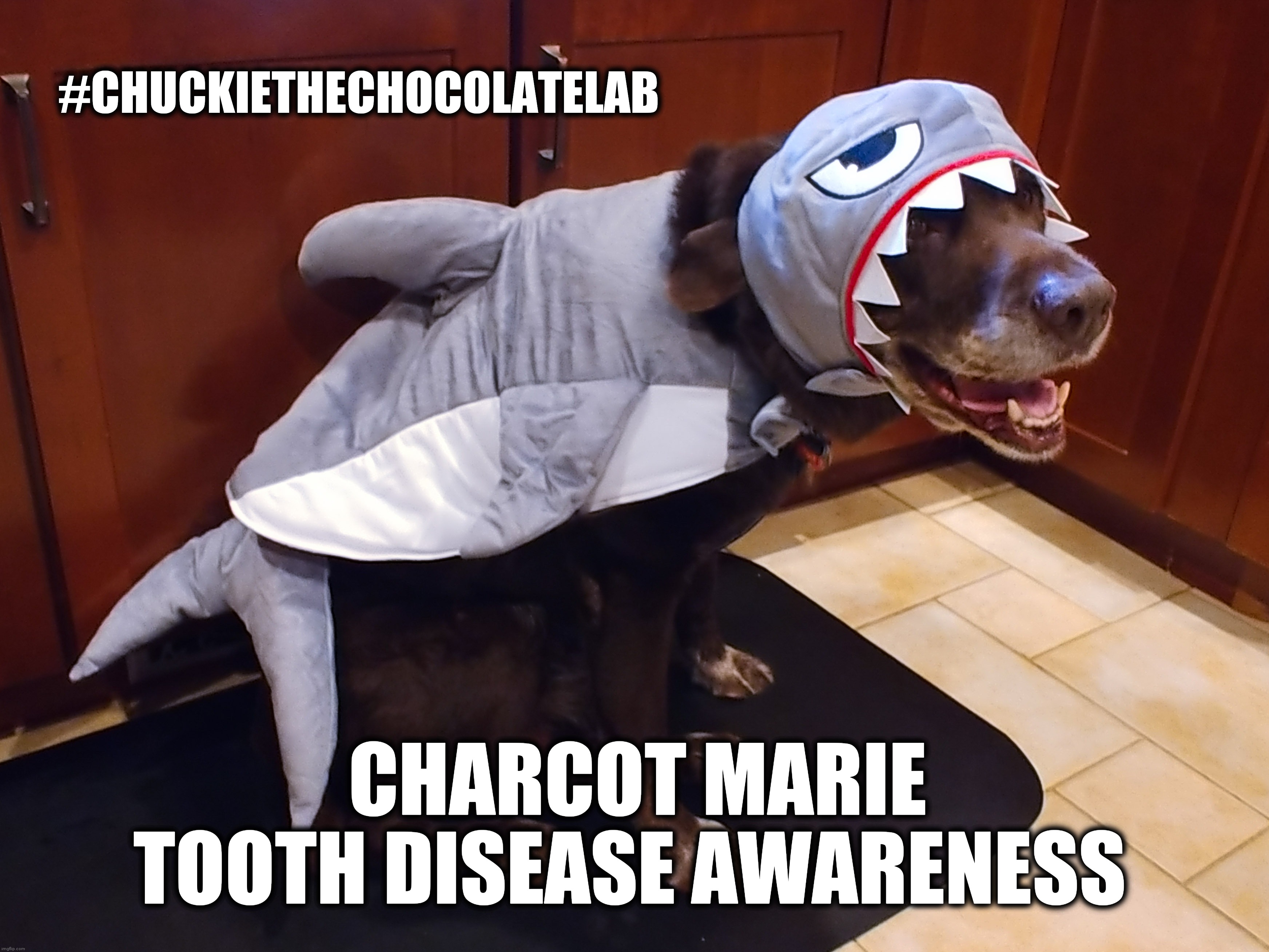 Charcot Marie Tooth Disease Awareness | #CHUCKIETHECHOCOLATELAB; CHARCOT MARIE TOOTH DISEASE AWARENESS | image tagged in chuckie the chocolate lab,dogs,cmta,charcot marie tooth,shark,costume | made w/ Imgflip meme maker
