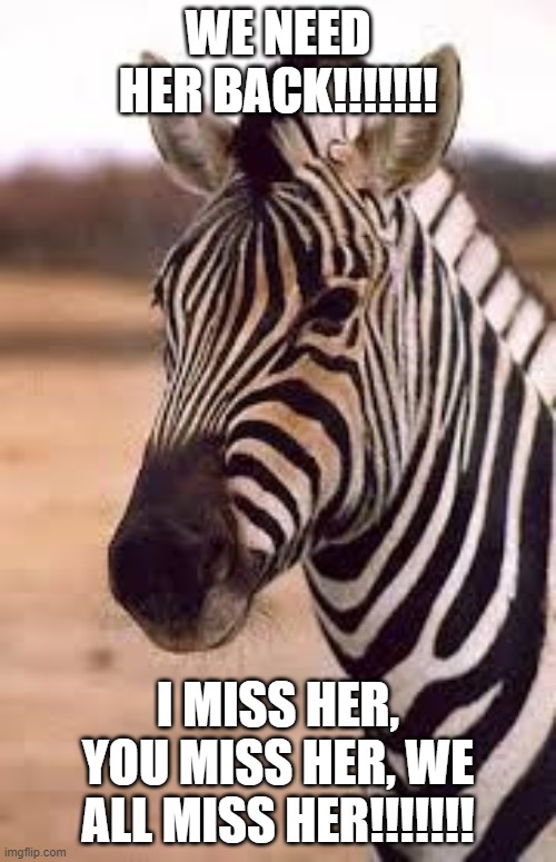 Condescending Zebra | WE NEED HER BACK!!!!!!! I MISS HER, YOU MISS HER, WE ALL MISS HER!!!!!!! | image tagged in condescending zebra | made w/ Imgflip meme maker
