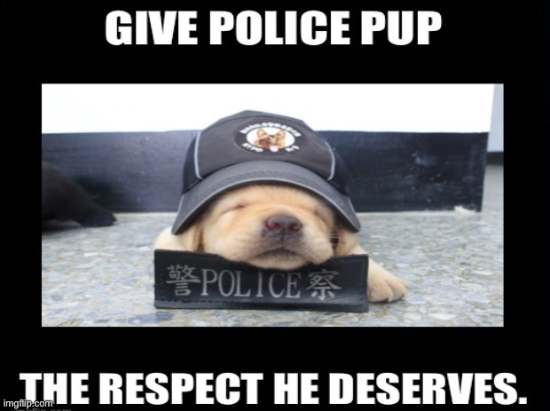 He deserve a lot of respeccc | image tagged in funny,doggo,puppy,cute puppies | made w/ Imgflip meme maker