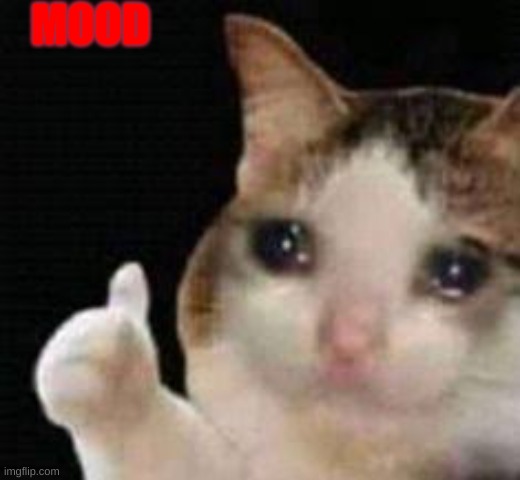 MOOD | image tagged in approved crying cat | made w/ Imgflip meme maker