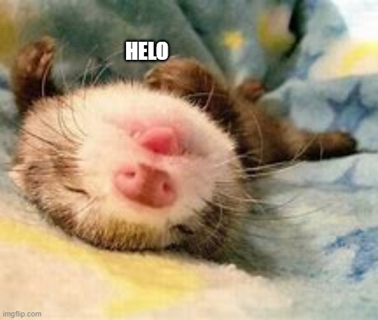 sleepy ferret | HELO | image tagged in sleepy ferret,ferret,aww,adorable,cute,babies | made w/ Imgflip meme maker