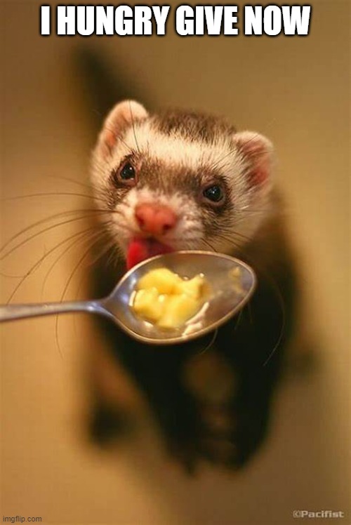 silly ferret | I HUNGRY GIVE NOW | image tagged in silly ferret,ferret,cute,adorable,aww,cute animals | made w/ Imgflip meme maker