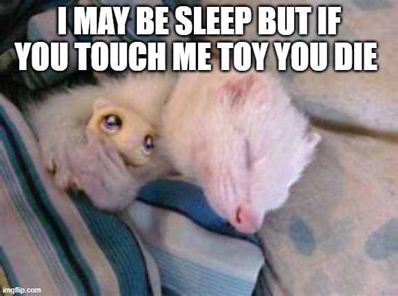 adorable 100 | I MAY BE SLEEP BUT IF YOU TOUCH ME TOY YOU DIE | image tagged in ferret,cute,aww,adorable,cute animals,cute baby | made w/ Imgflip meme maker