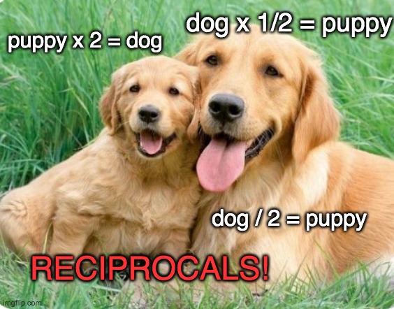 Multiplication and division are reciprocals; 2 and 1/2 are reciprocals | dog x 1/2 = puppy; puppy x 2 = dog; dog / 2 = puppy; RECIPROCALS! | image tagged in opposites,dogs,math,cute | made w/ Imgflip meme maker