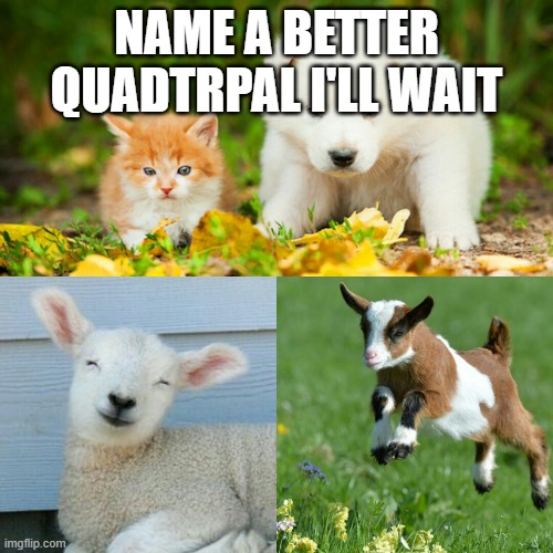 Cute baby animals | NAME A BETTER QUADTRPAL I'LL WAIT | image tagged in cute baby animals | made w/ Imgflip meme maker