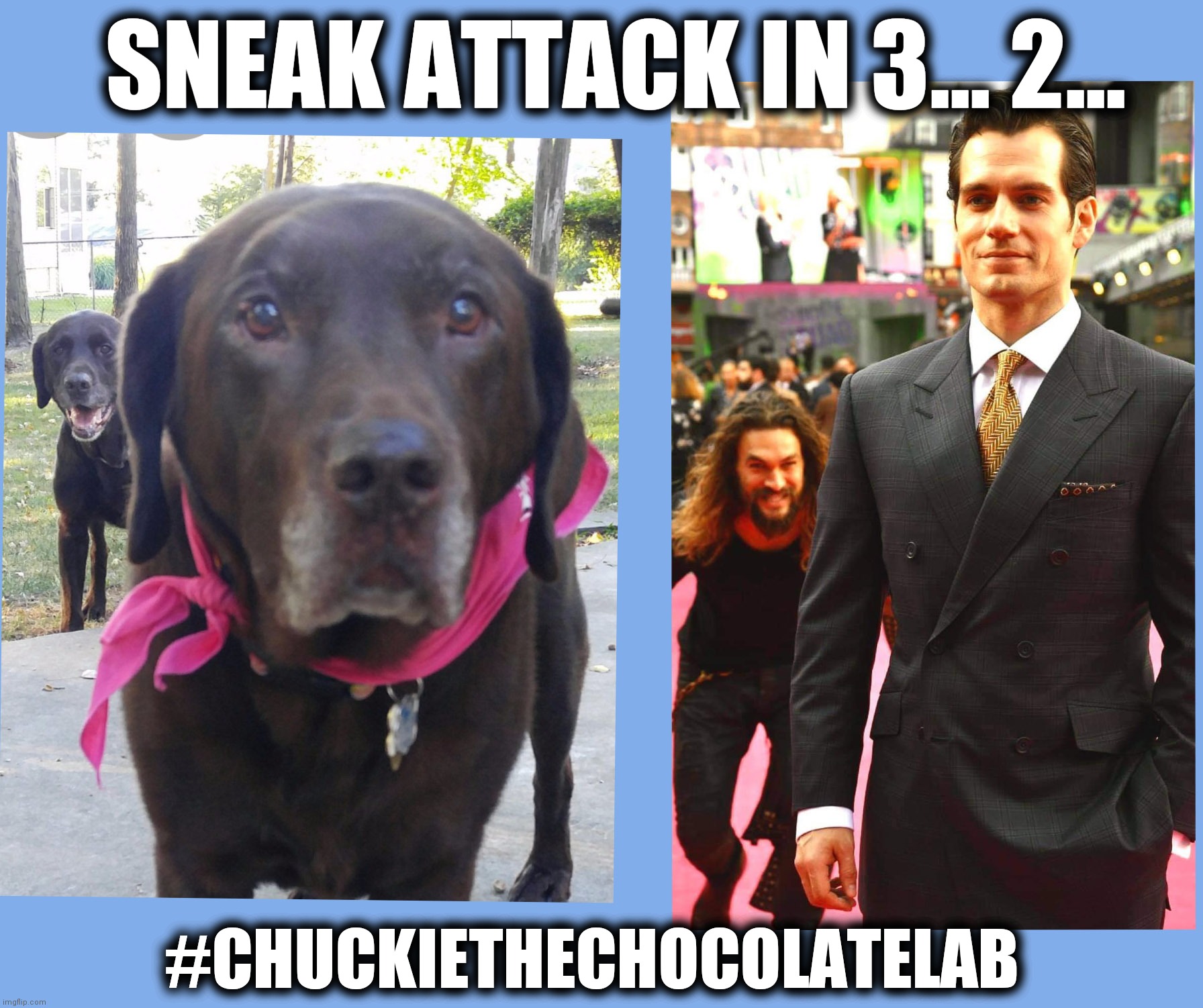 Sneak attack | SNEAK ATTACK IN 3... 2... #CHUCKIETHECHOCOLATELAB | image tagged in chuckie the chocolate lab,dogs,funny,sneak attack,jason momoa henry cavill meme,memes | made w/ Imgflip meme maker