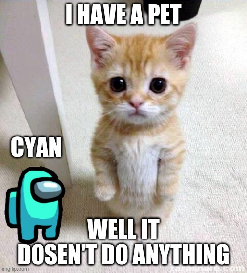 Cute Cat Meme Imgflip