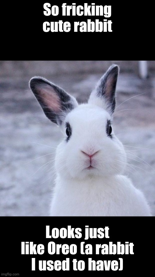 Free Rabbit | So fricking cute rabbit; Looks just like Oreo (a rabbit I used to have) | image tagged in rabbit,oreos,oreo,funny animals,cute animals | made w/ Imgflip meme maker