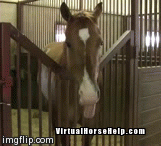 Virtual Horse Help with a silly horse showing off its sass.