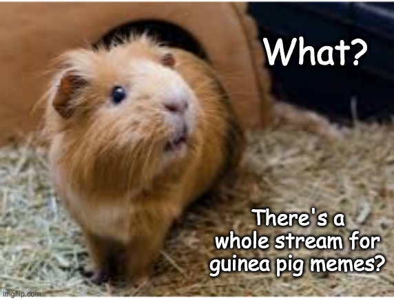 Fuzzy up your day, every day (see link in comments) | What? There's a whole stream for guinea pig memes? | image tagged in guinea pig,cute,excited | made w/ Imgflip meme maker
