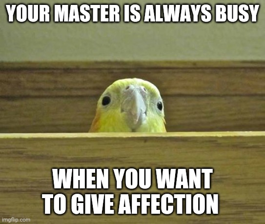 It do be tru tho | YOUR MASTER IS ALWAYS BUSY; WHEN YOU WANT TO GIVE AFFECTION | image tagged in the birb | made w/ Imgflip meme maker