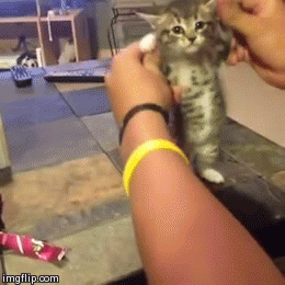 Cat | image tagged in gifs | made w/ Imgflip video-to-gif maker