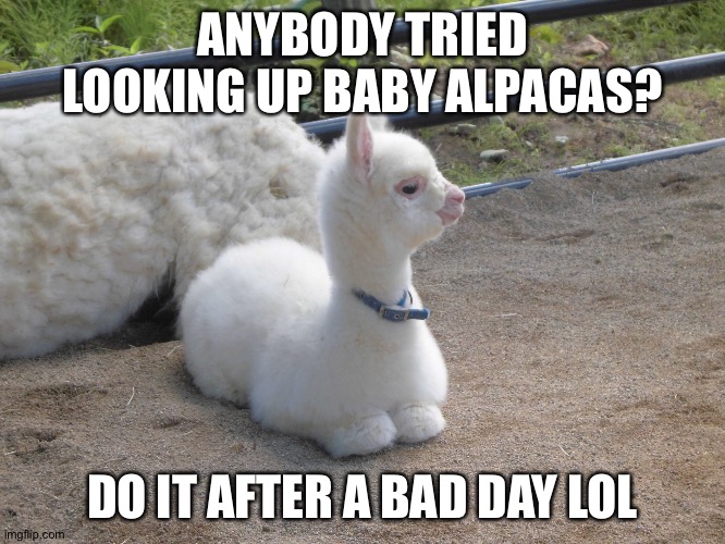 Enjoy | ANYBODY TRIED LOOKING UP BABY ALPACAS? DO IT AFTER A BAD DAY LOL | image tagged in happiness,wholesome,af,love y'all,stay safe,enjoy life | made w/ Imgflip meme maker