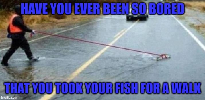 It's good to get out of the tank once in awhile!!! | HAVE YOU EVER BEEN SO BORED; THAT YOU TOOK YOUR FISH FOR A WALK | image tagged in fishwalking,memes,fish,funny,animals,bored | made w/ Imgflip meme maker