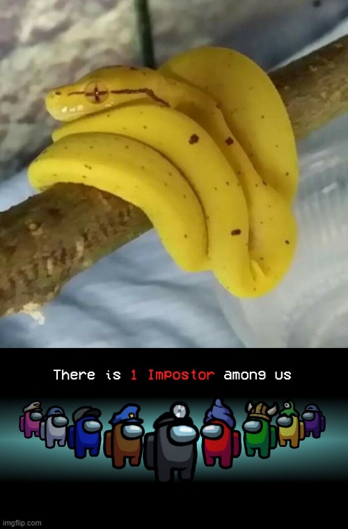 Hmm is it Banana Snake or Snake Banana? | image tagged in there is one impostor among us,funny,fun,bananas,snakes,memes | made w/ Imgflip meme maker