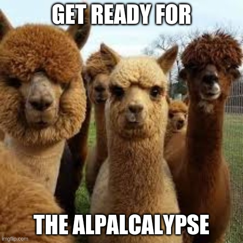Alpalcalypse | GET READY FOR; THE ALPALCALYPSE | image tagged in alpaca,apocalypse | made w/ Imgflip meme maker