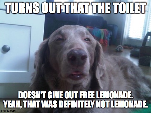 High Dog Meme | TURNS OUT THAT THE TOILET; DOESN'T GIVE OUT FREE LEMONADE. YEAH, THAT WAS DEFINITELY NOT LEMONADE. | image tagged in memes,high dog | made w/ Imgflip meme maker