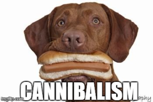 yes, but actually no | image tagged in dog,hot dog | made w/ Imgflip meme maker