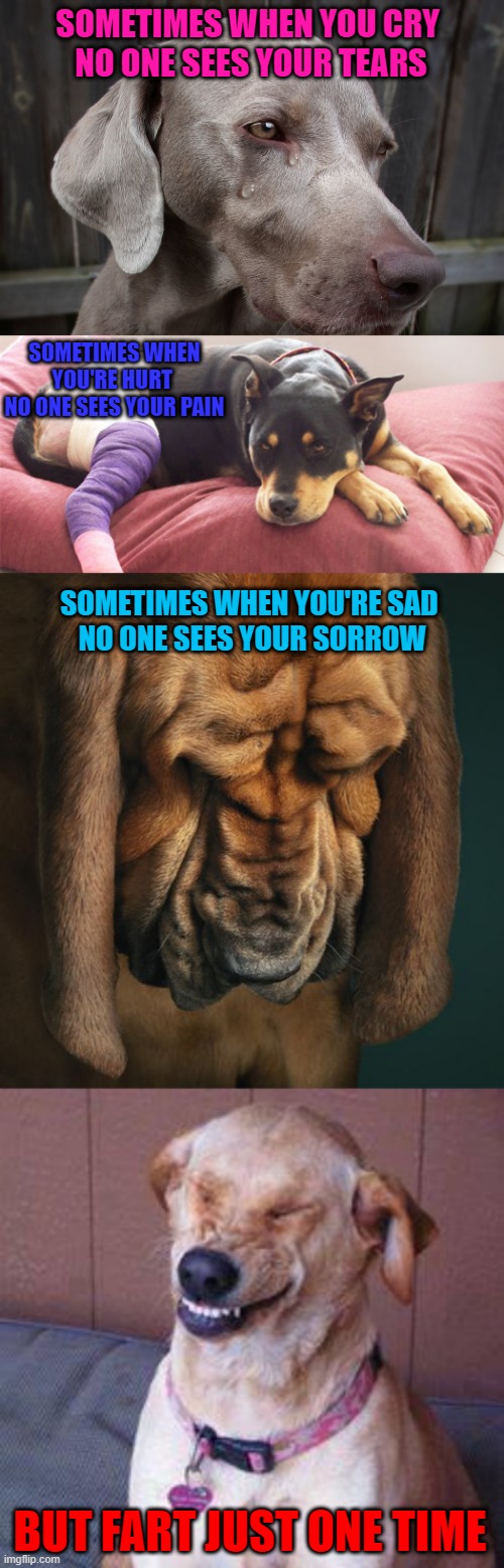 He who smelt it dealt it!!! | SOMETIMES WHEN YOU CRY 
NO ONE SEES YOUR TEARS; SOMETIMES WHEN YOU'RE HURT 
NO ONE SEES YOUR PAIN; SOMETIMES WHEN YOU'RE SAD 
NO ONE SEES YOUR SORROW; BUT FART JUST ONE TIME | image tagged in funny dog,memes,dogs,funny,fart,animals | made w/ Imgflip meme maker