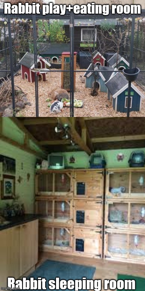 I'll drop off OJ and Hoppy :) | Rabbit play+eating room; Rabbit sleeping room | image tagged in rabbits | made w/ Imgflip meme maker