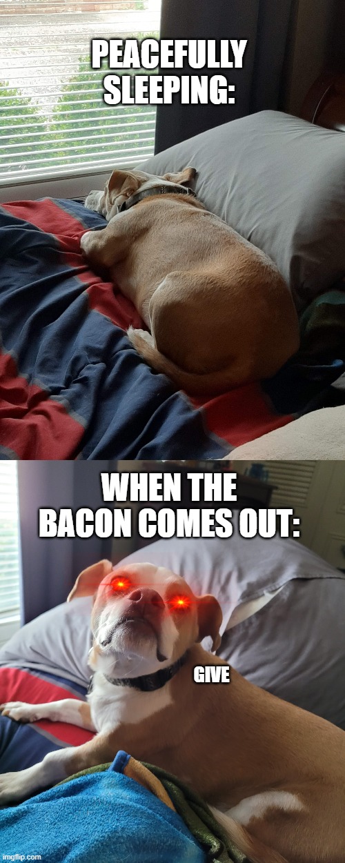 Bacon good, tho | PEACEFULLY SLEEPING:; WHEN THE BACON COMES OUT:; GIVE | image tagged in dog,bacon | made w/ Imgflip meme maker