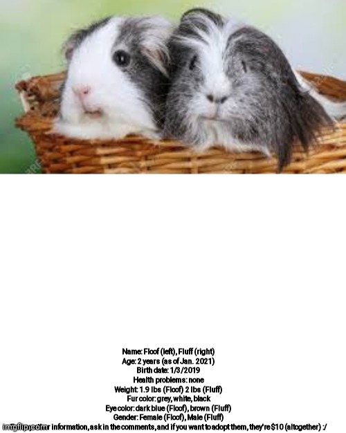 Btw, the price is just a joke. And this is fake | Name: Floof (left), Fluff (right)

Age: 2 years (as of Jan. 2021)

Birth date: 1/3/2019

Health problems: none

Weight: 1.9 lbs (Floof) 2 lbs (Fluff)

Fur color: grey, white, black

Eye color: dark blue (Floof), brown (Fluff)

Gender: Female (Floof), Male (Fluff)

For any other information, ask in the comments, and if you want to adopt them, they're $10 (altogether) :/ | image tagged in blank white template | made w/ Imgflip meme maker