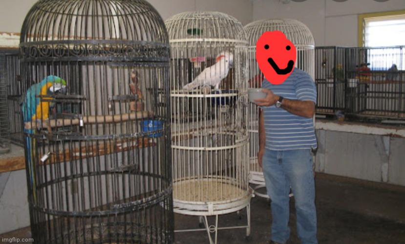 Here is the bird room so UAWormindisguise can drop off Aqua | image tagged in birds | made w/ Imgflip meme maker