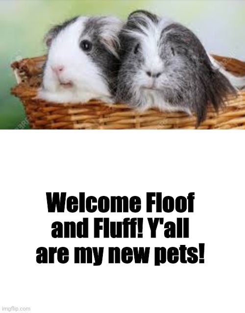 I adopted Floof and Fluff to be my pets :) | Welcome Floof and Fluff! Y'all are my new pets! | image tagged in blank white template | made w/ Imgflip meme maker