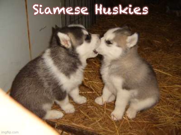 Cute Puppies | Siamese Huskies | image tagged in memes,cute puppies | made w/ Imgflip meme maker