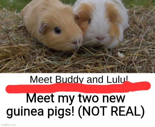 :D | Meet my two new guinea pigs! (NOT REAL) | image tagged in blank white template | made w/ Imgflip meme maker