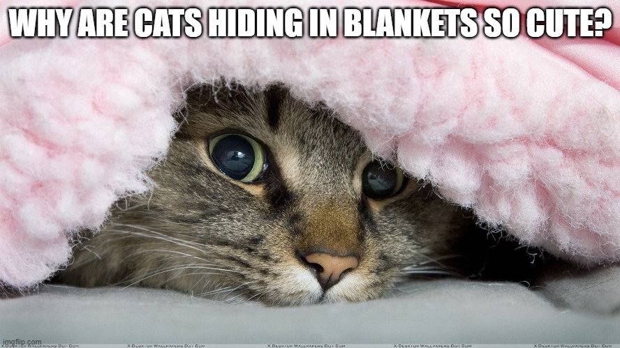 Cat In Blanket Imgflip