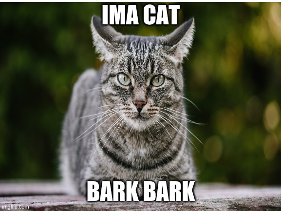 cats | IMA CAT; BARK BARK | image tagged in cat | made w/ Imgflip meme maker
