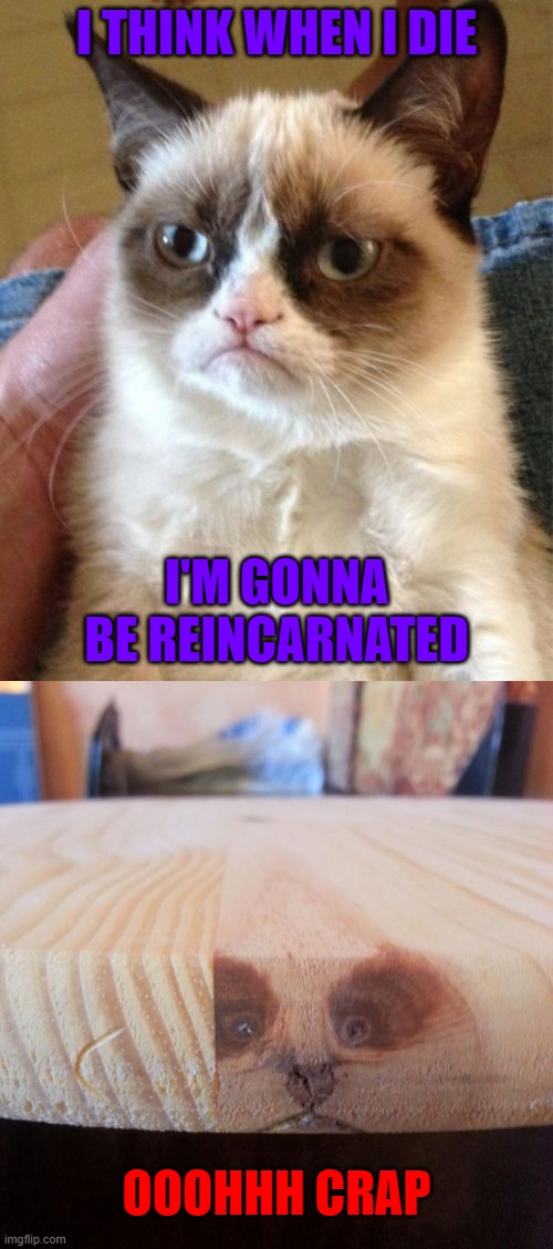Grumpy Cat's memory lives on... | I THINK WHEN I DIE; I'M GONNA BE REINCARNATED; OOOHHH CRAP | image tagged in memes,grumpy cat,reincarnation,funny,cats | made w/ Imgflip meme maker
