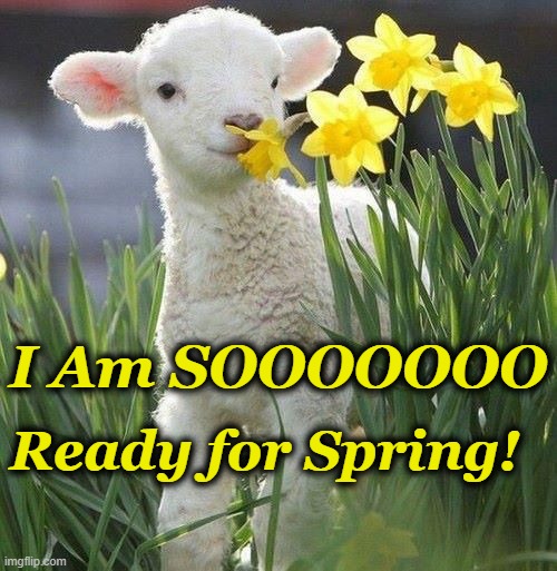 I Am SOOOOOOO; Ready for Spring! | image tagged in spring,lamb,daffodils | made w/ Imgflip meme maker