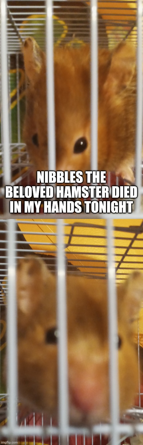 Can I get a prayer | NIBBLES THE BELOVED HAMSTER DIED IN MY HANDS TONIGHT | image tagged in goodbye | made w/ Imgflip meme maker