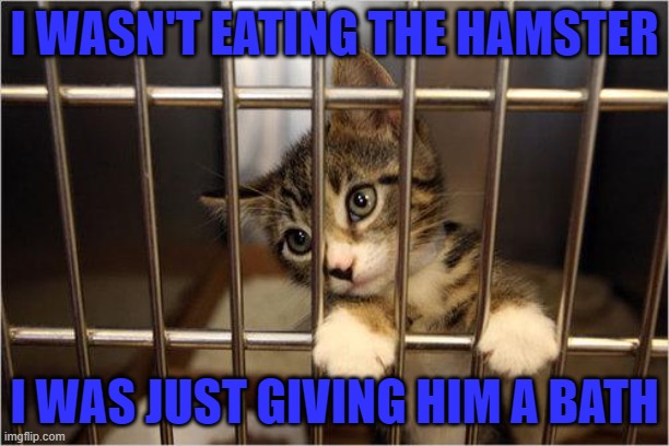 We all make mistakes... | I WASN'T EATING THE HAMSTER; I WAS JUST GIVING HIM A BATH | image tagged in cat in jail,cats,little mistakes | made w/ Imgflip meme maker