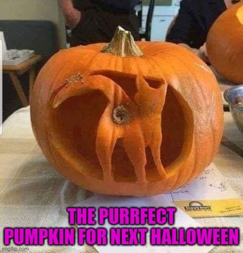 Awesome idea! | THE PURRFECT PUMPKIN FOR NEXT HALLOWEEN | image tagged in cats,jack o lantern,animals,halloween | made w/ Imgflip meme maker