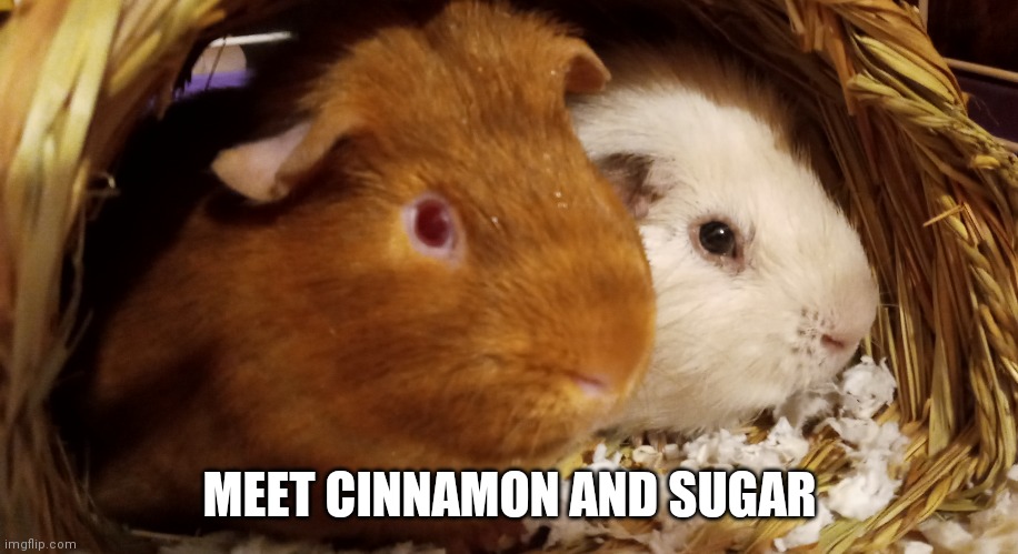 My 2 new guinea pigs they will never replace my hamster tho | MEET CINNAMON AND SUGAR | image tagged in cutie,we are number one,cute | made w/ Imgflip meme maker