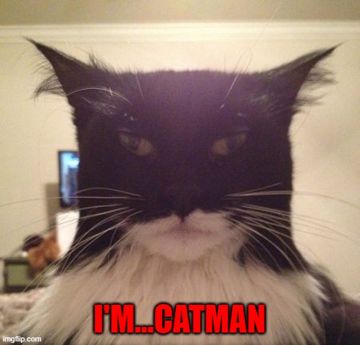 I think he ate Robin... | I'M...CATMAN | image tagged in cats,catman,animals,batman | made w/ Imgflip meme maker