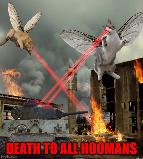 It's a Cat-astrophe!!! | DEATH TO ALL HOOMANS | image tagged in cats,catastrophe,animals | made w/ Imgflip meme maker