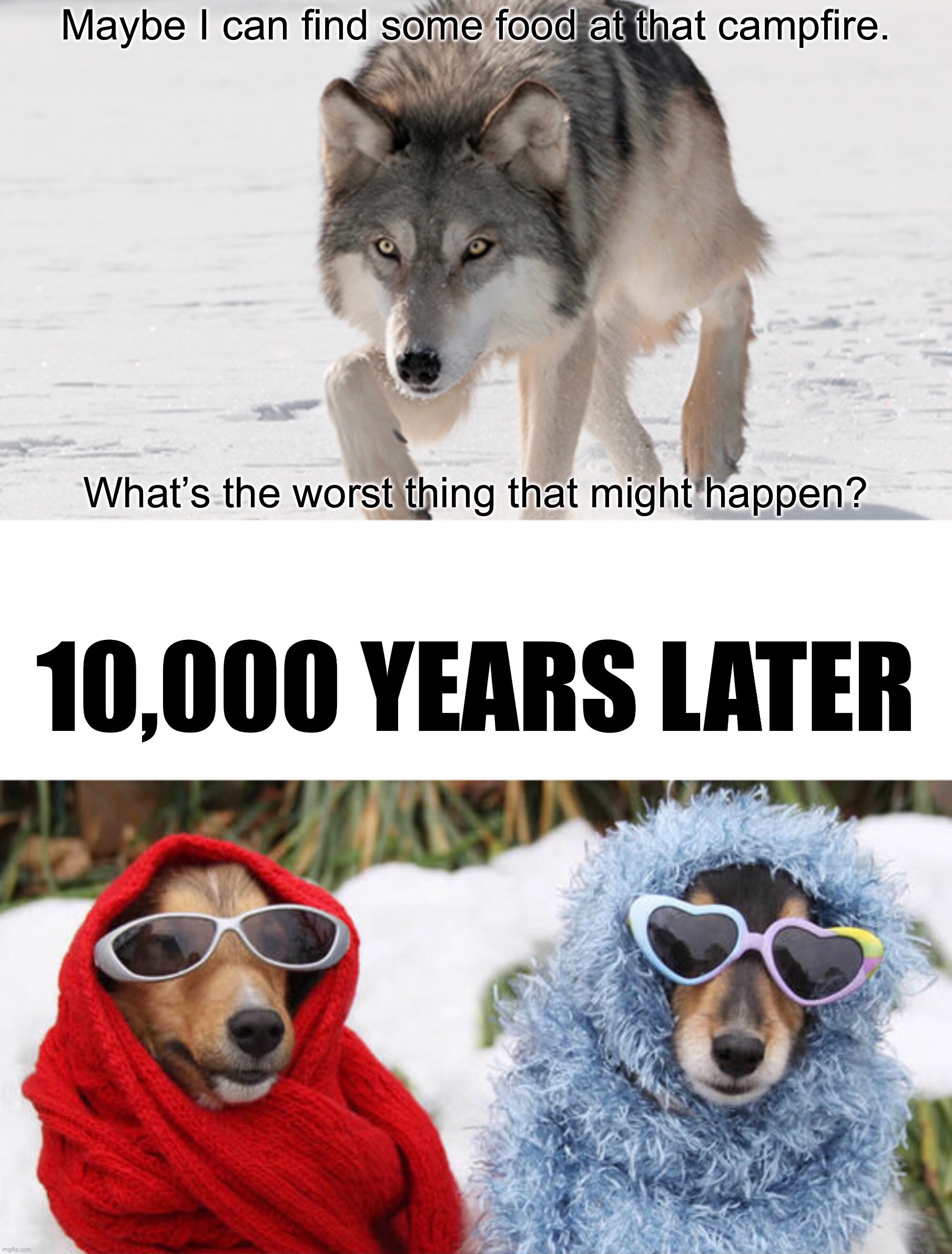 Maybe I can find some food at that campfire. What’s the worst thing that might happen? 10,000 YEARS LATER | image tagged in funny,memes,evolution,dogs,funny animals,dank memes | made w/ Imgflip meme maker