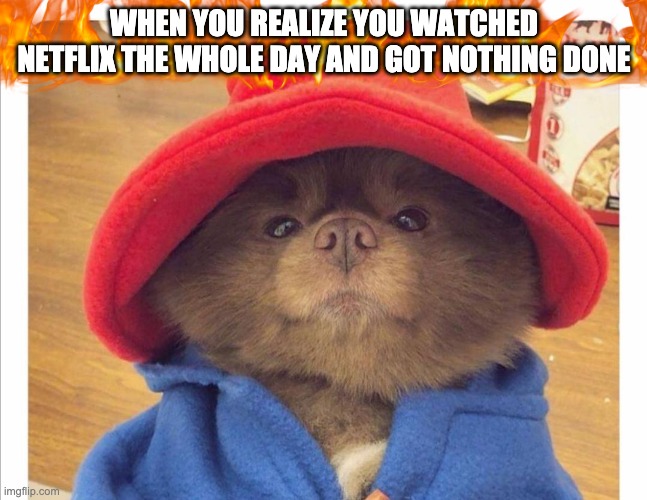 Paddington baby boo | WHEN YOU REALIZE YOU WATCHED NETFLIX THE WHOLE DAY AND GOT NOTHING DONE | image tagged in netflix and chill,pomeranian,cute,puppy,kindness,netflix | made w/ Imgflip meme maker