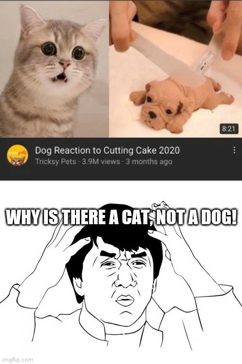 Wrong Pet Reaction, LOL! | WHY IS THERE A CAT, NOT A DOG! | image tagged in memes,jackie chan wtf,funny,you had one job,cats,dogs | made w/ Imgflip meme maker