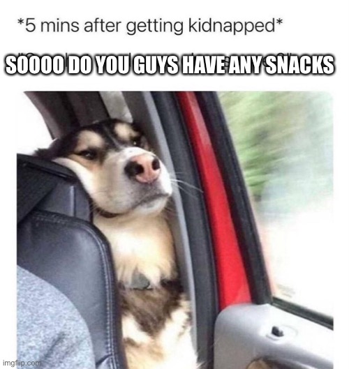 Dog | SOOOO DO YOU GUYS HAVE ANY SNACKS | image tagged in dog,funny,memes,repost,popular,dank memes | made w/ Imgflip meme maker