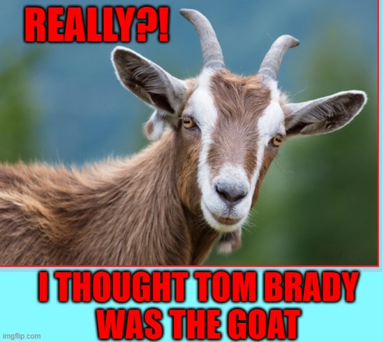 Did you know that you are a goat? | REALLY?! I THOUGHT TOM BRADY
WAS THE GOAT | image tagged in vince vance,memes,funny animals,goat,tom brady,nfl | made w/ Imgflip meme maker