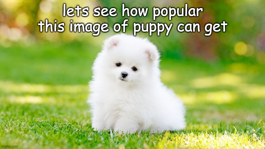 e | lets see how popular this image of puppy can get | image tagged in memes,funny memes,puppy,puppies,cute puppies,oh wow are you actually reading these tags | made w/ Imgflip meme maker