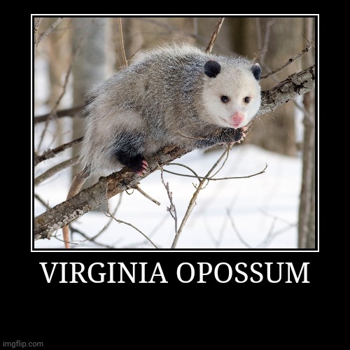 Virginia Opossum | image tagged in demotivationals,opossum | made w/ Imgflip demotivational maker