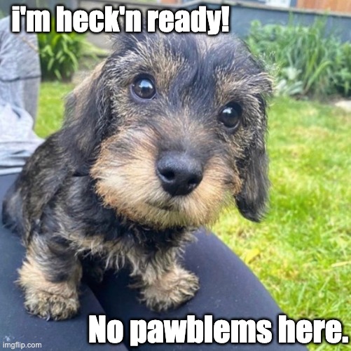 bring it! | i'm heck'n ready! No pawblems here. | image tagged in cute puppies,puppies,ready,bring it,problems,tough guy | made w/ Imgflip meme maker