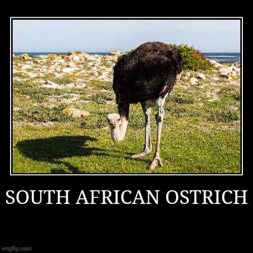 South African Ostrich | image tagged in demotivationals,ostrich | made w/ Imgflip demotivational maker